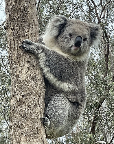 koala photo